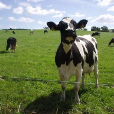 cows & cows & cows